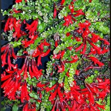 Aeschynanthus Scooby Doo