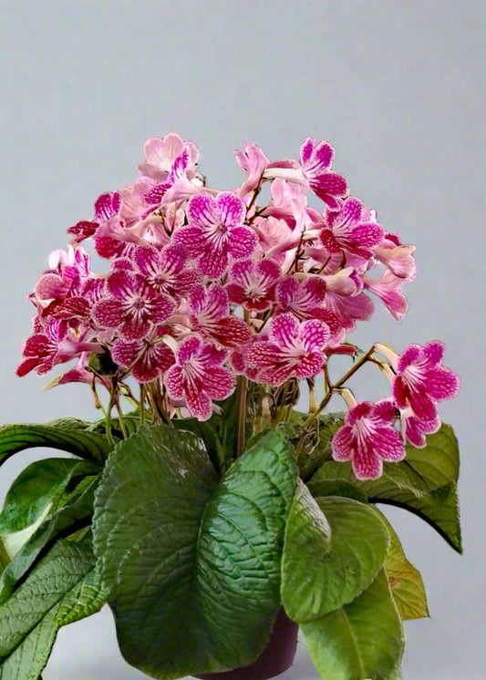 Streptocarpus Polka-Dot Pink
