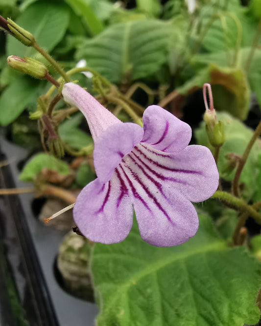 Streptocarpus cyanandrus