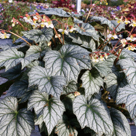 Begonia Silver Cloud