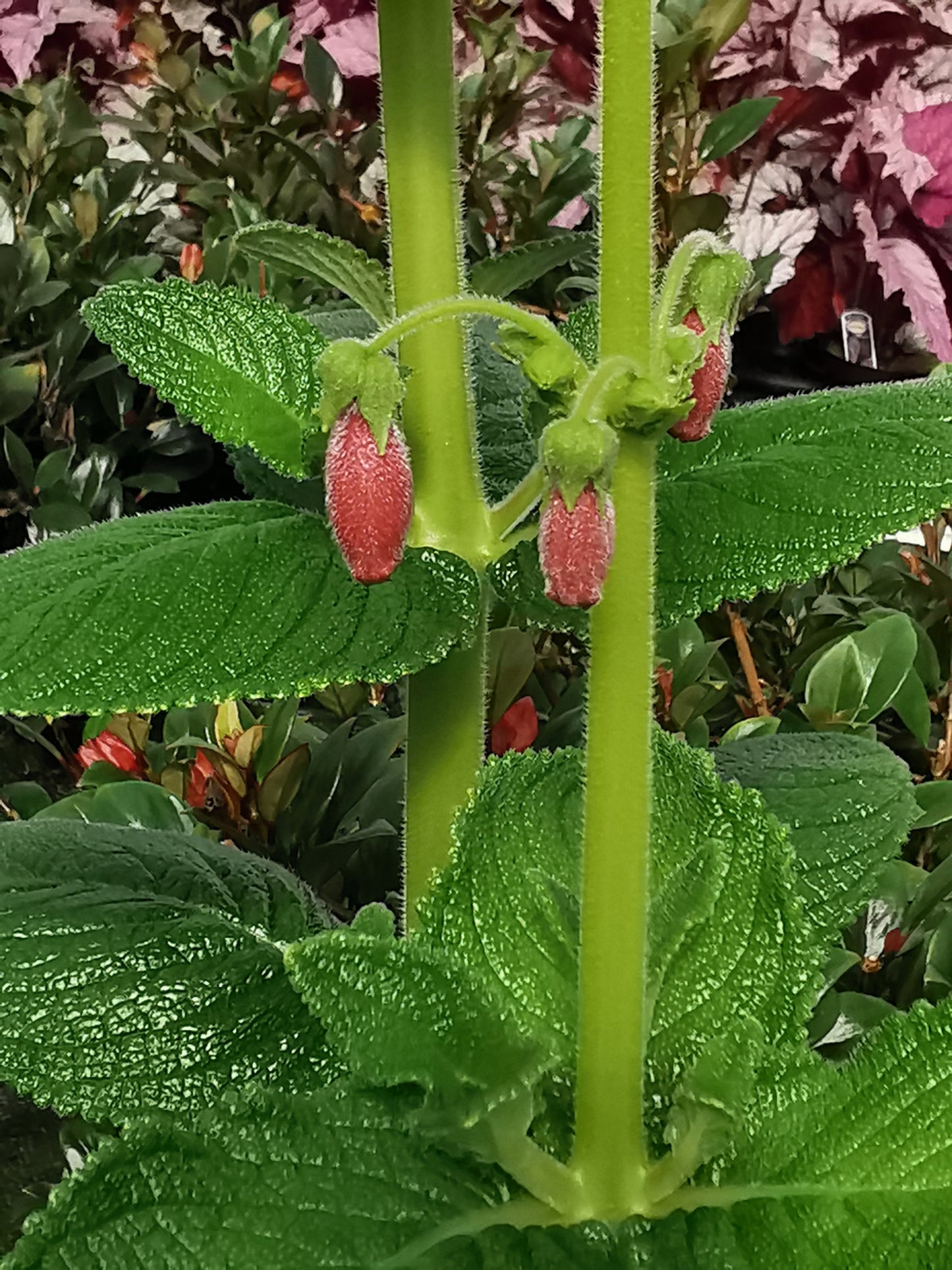Sinningia aggregata