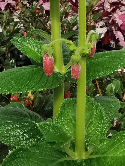 Sinningia aggregata