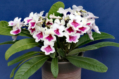 Streptocarpus Sioned