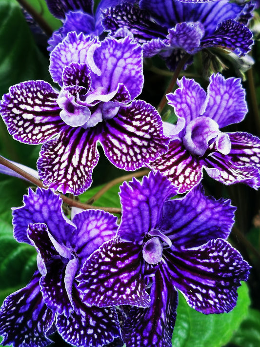 Streptocarpus Sirius NEW 2026 - Dibleys
