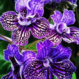 Streptocarpus Sirius NEW 2026