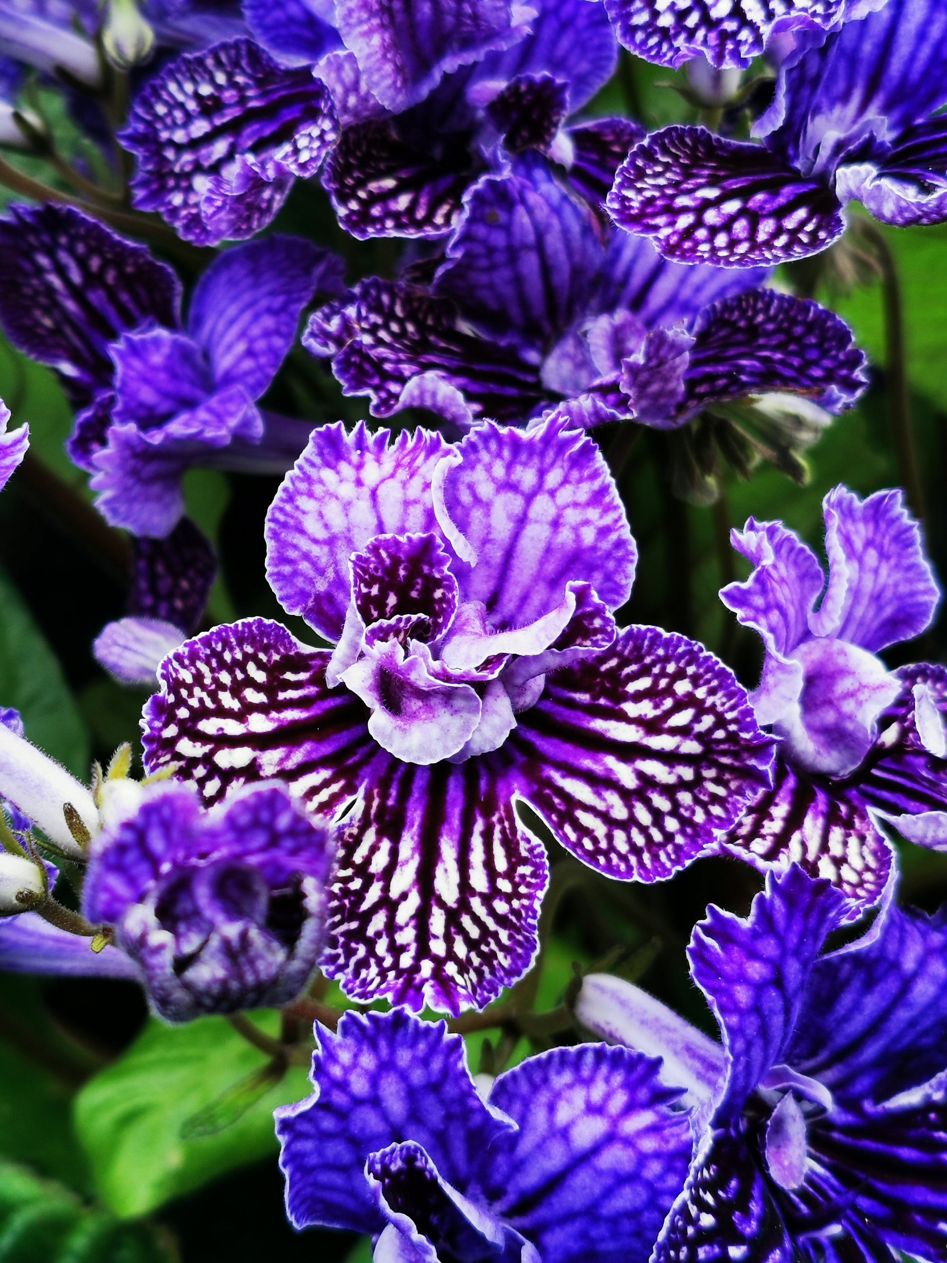 streptocarpus plant Streptocarpus Sirius NEW 2026 – Dibleys