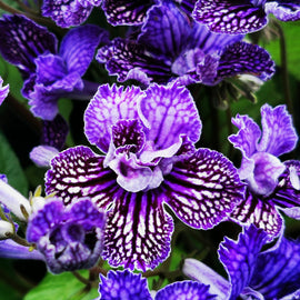 Streptocarpus Sirius NEW 2026
