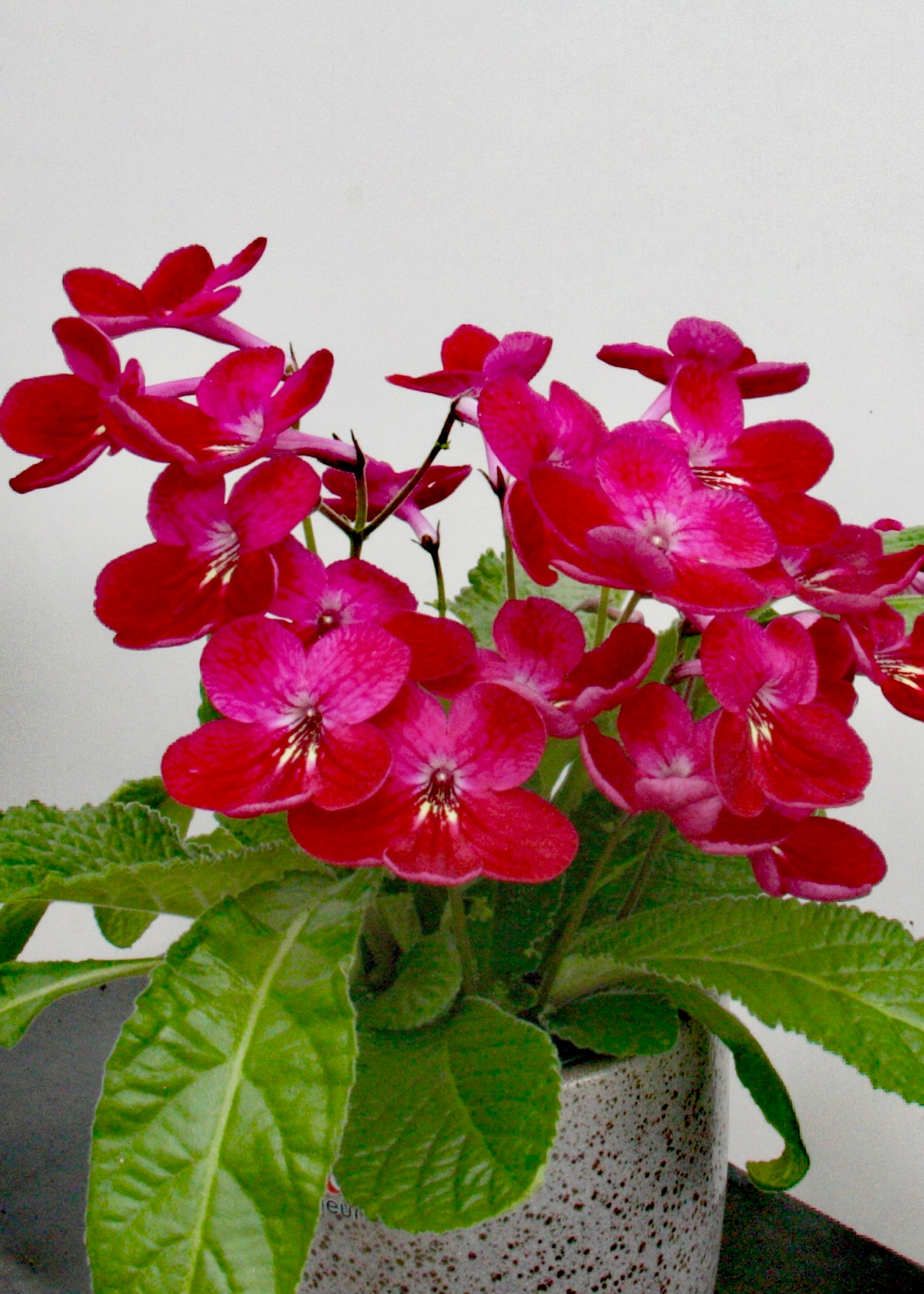 Streptocarpus Holly NEW Christmas 2025