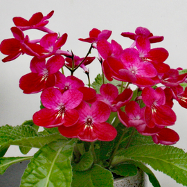 Streptocarpus Holly NEW Christmas 2025