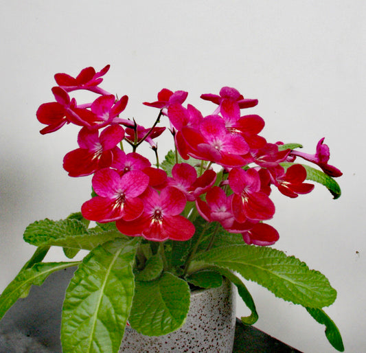 Streptocarpus Holly NEW Christmas 2025
