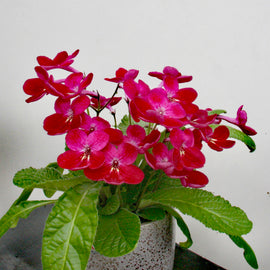 Streptocarpus Holly NEW Christmas 2025