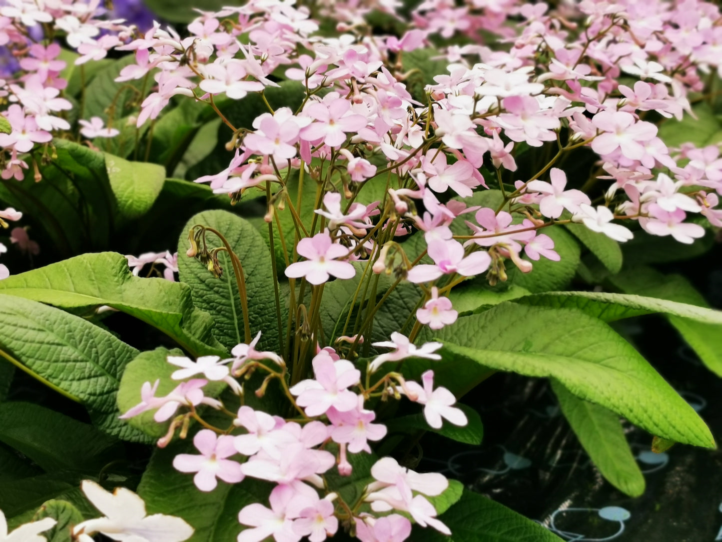 Streptocarpus Gloria - Dibleys