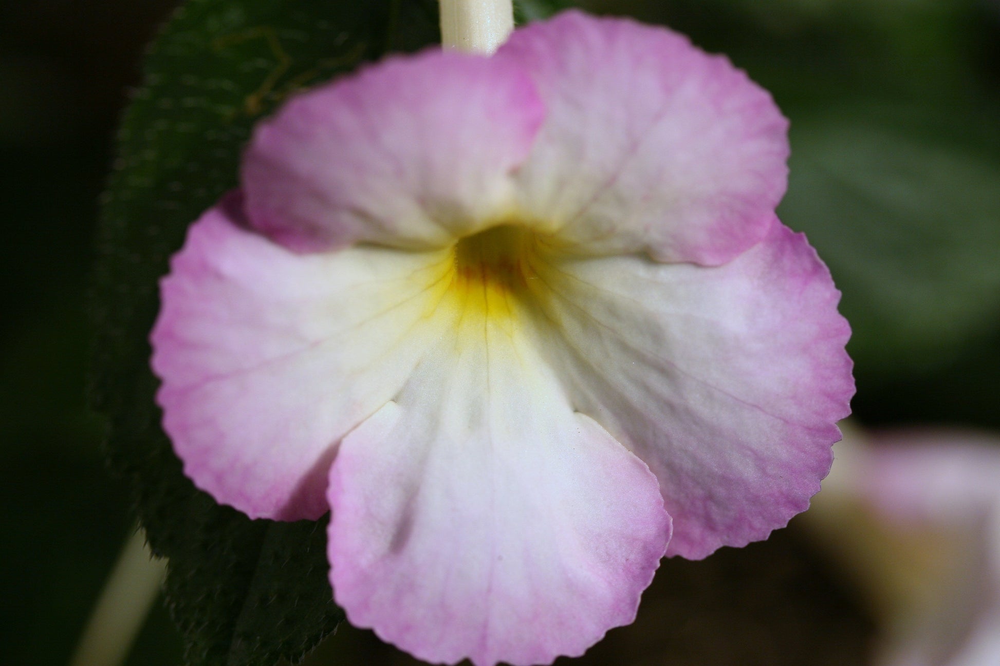 Achimenes Sugarland - Dibleys