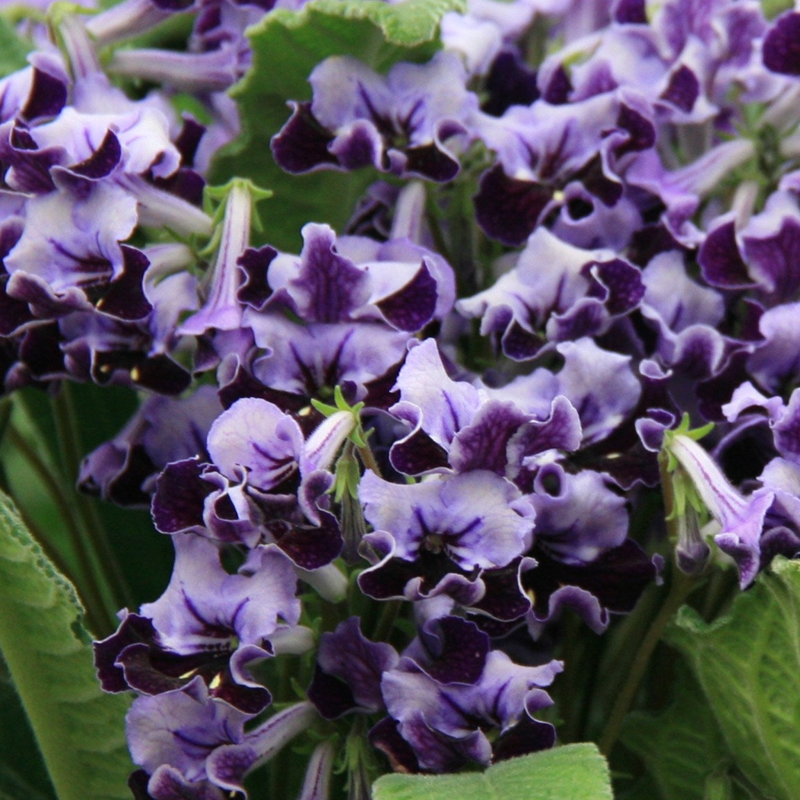 Streptocarpus Supernova - Dibleys
