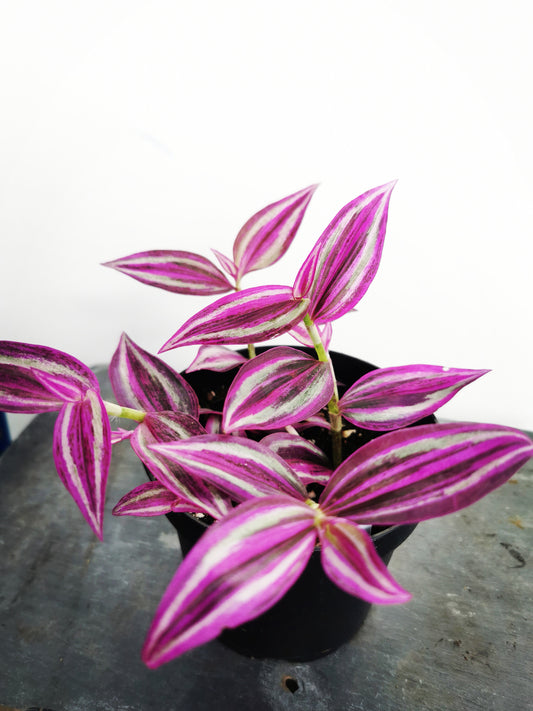 Tradescantia Pink Paradise