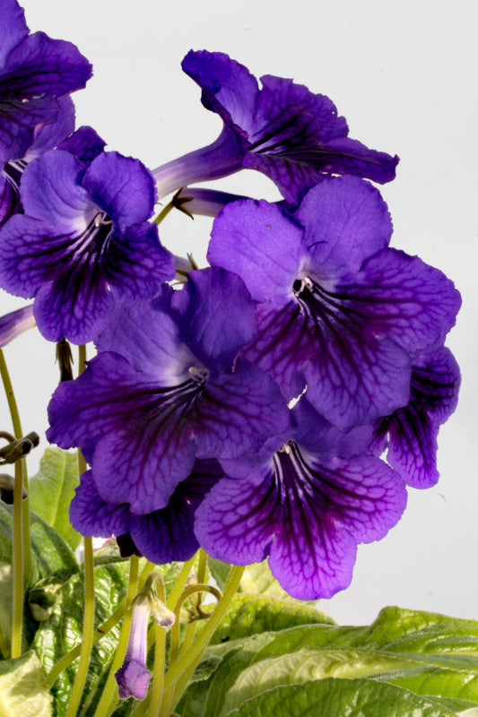 Streptocarpus Teleri - Dibleys