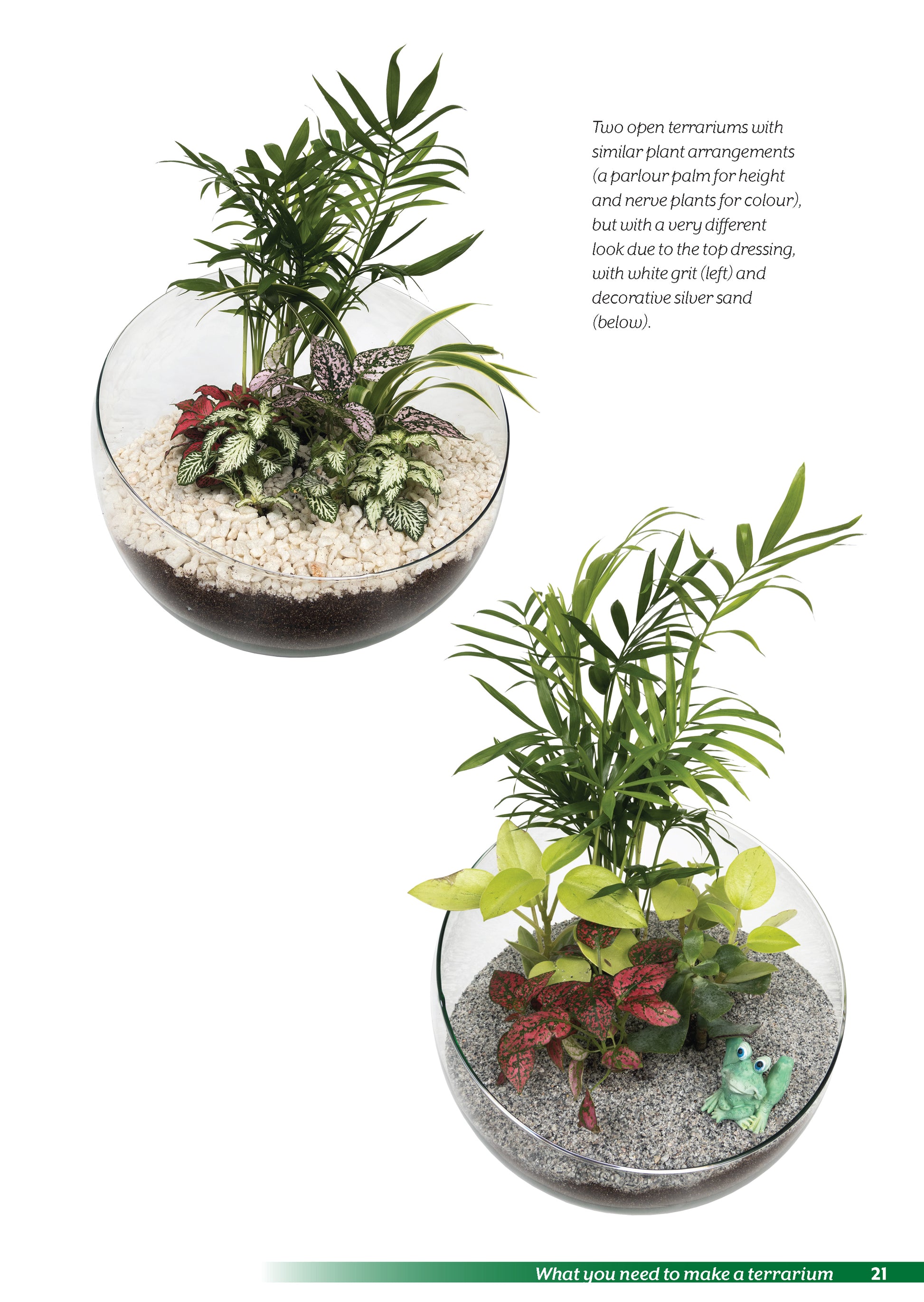 parlor palm terrarium Terrariums