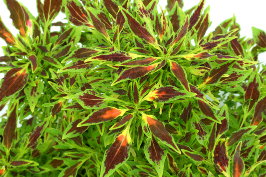Coleus The Fume