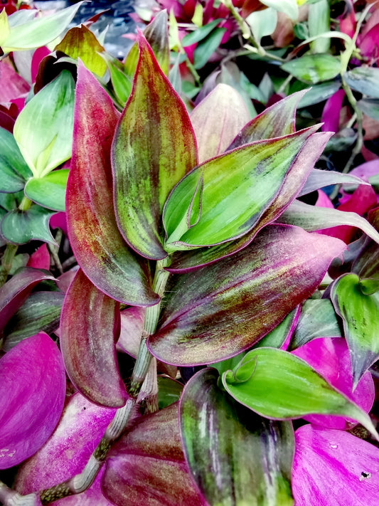 Tradescantia zebrina Flame Dance