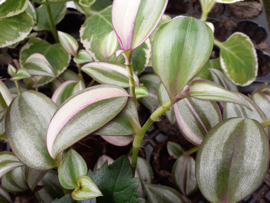 Tradescantia zebrina quadricolor