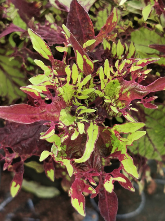 Coleus UTS Gold Anemone