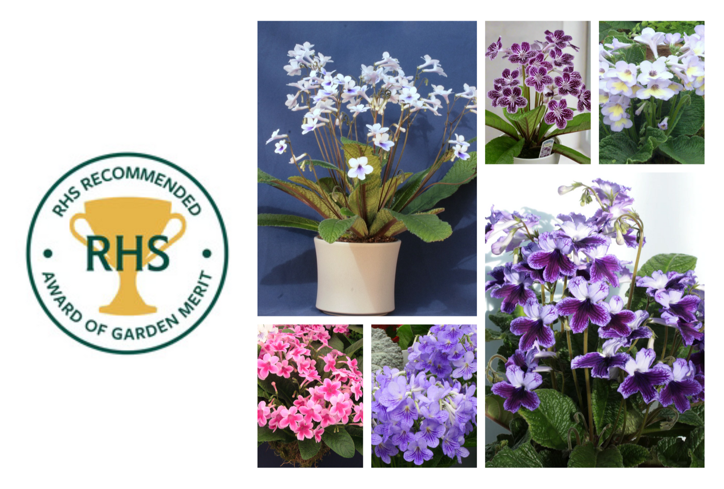 Award of Garden Merit Streptocarpus Collection 🏆 - Dibleys