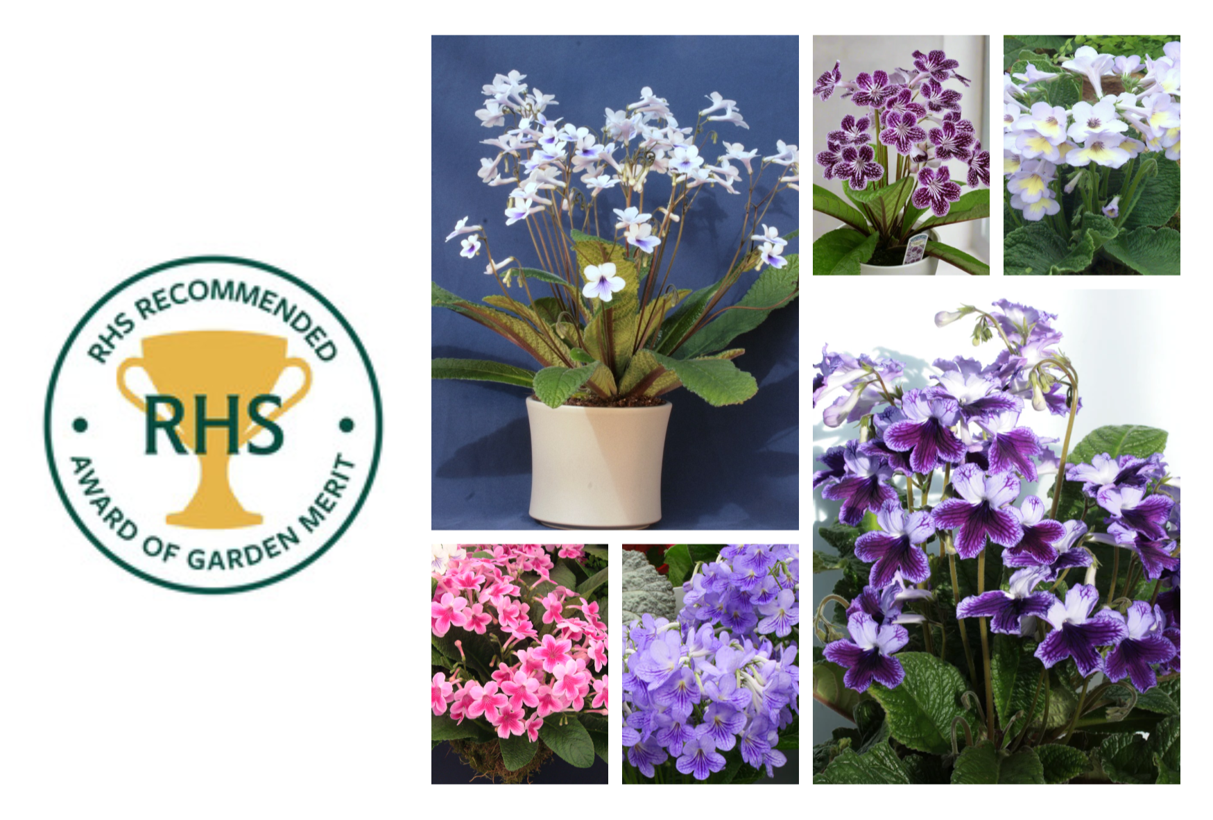 Award of Garden Merit Streptocarpus Collection 🏆 - Dibleys