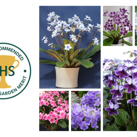 🏆Award of Garden Merit Streptocarpus Collection