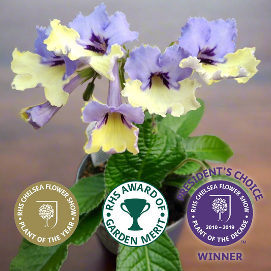 Streptocarpus Harlequin Blue - RHS Plant of the Decade - Dibleys