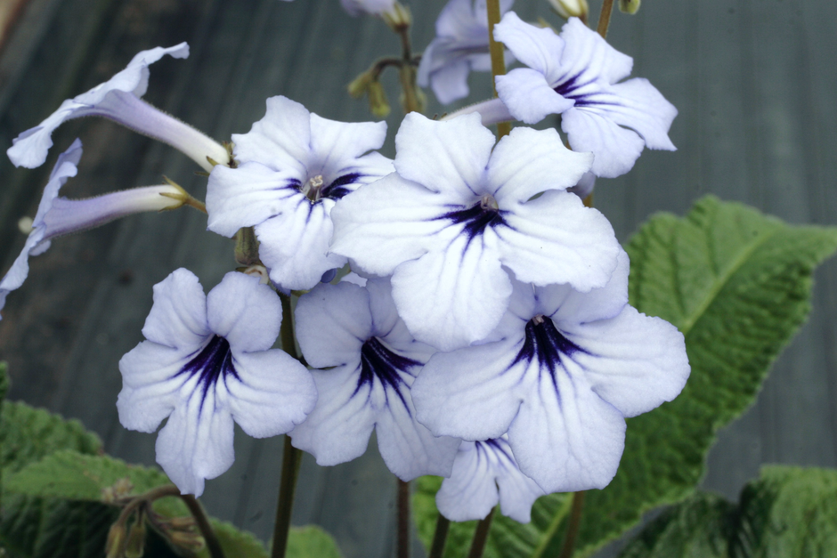 Streptocarpus Plug Plants – Dibleys
