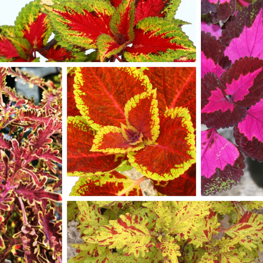 A collection of Coleus (Solenostemon)