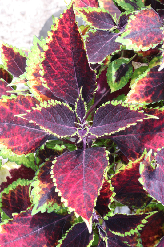 Coleus Walter Turner