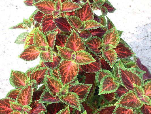 Coleus Winsome
