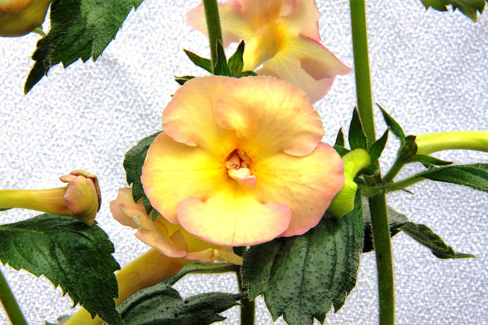 Yellow English Rose - Dibleys