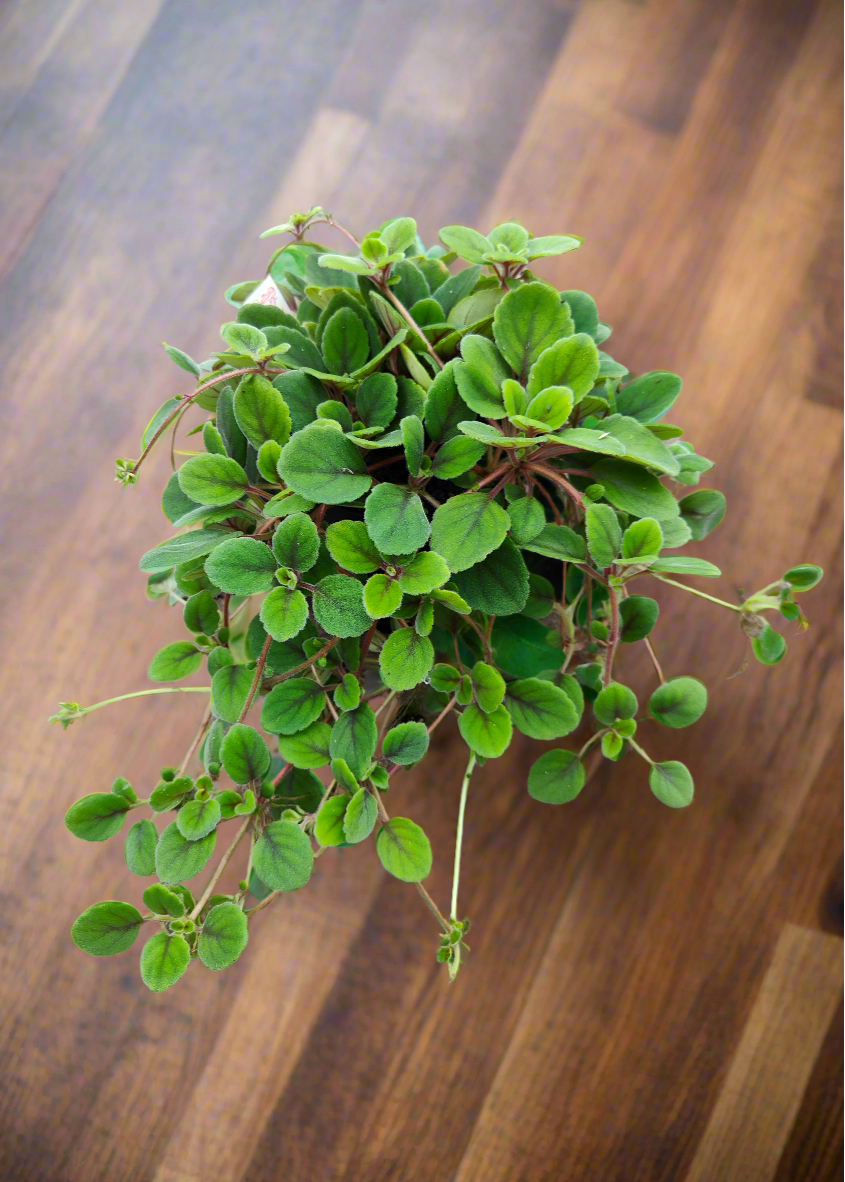 Alsobia dianthiflora