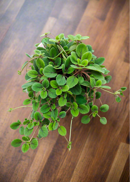 Alsobia dianthiflora
