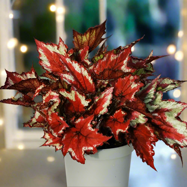 Begonia Sangria