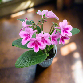 Streptocarpus Tina