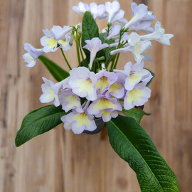 Streptocarpus Charlotte