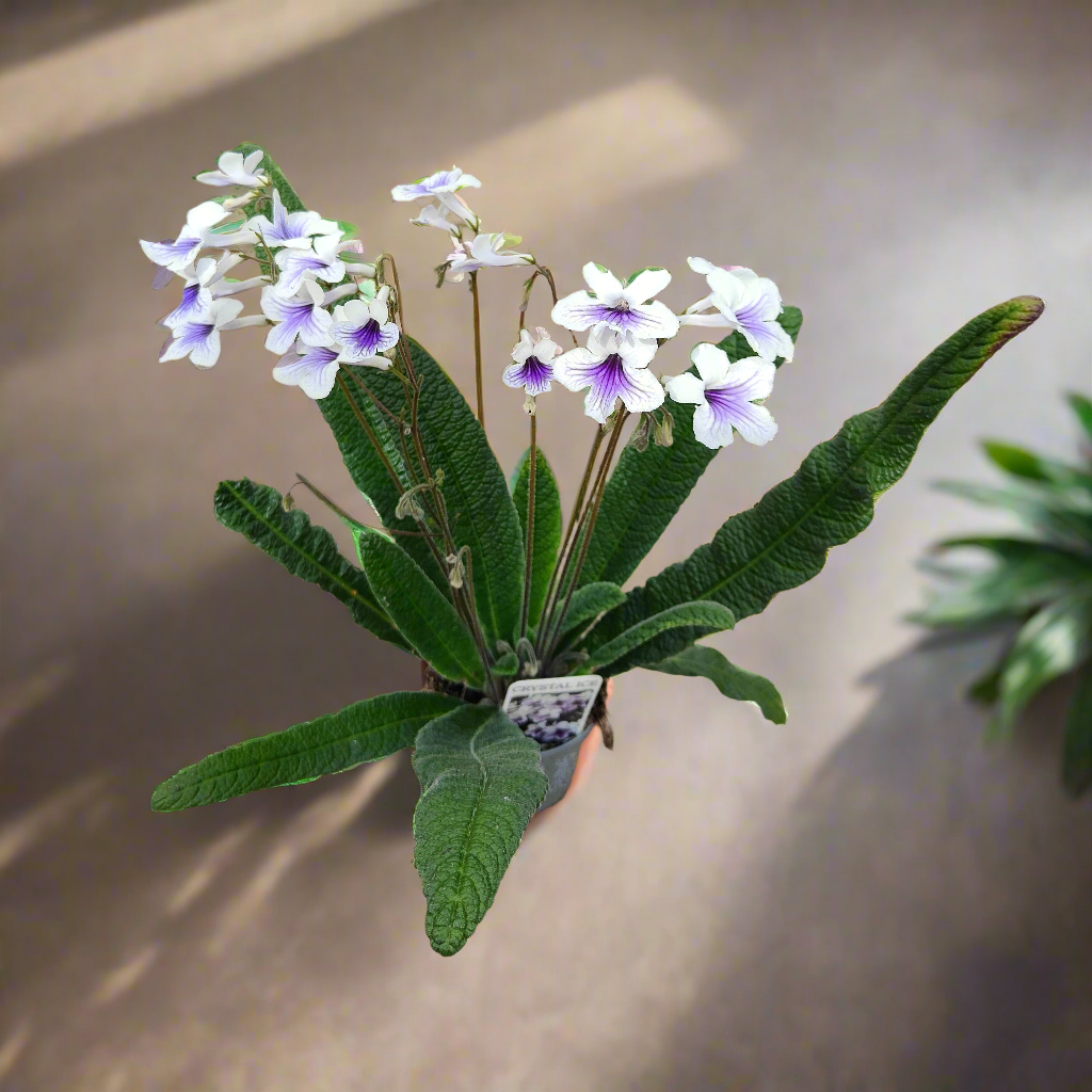 Streptocarpus Crystal Ice - Dibleys