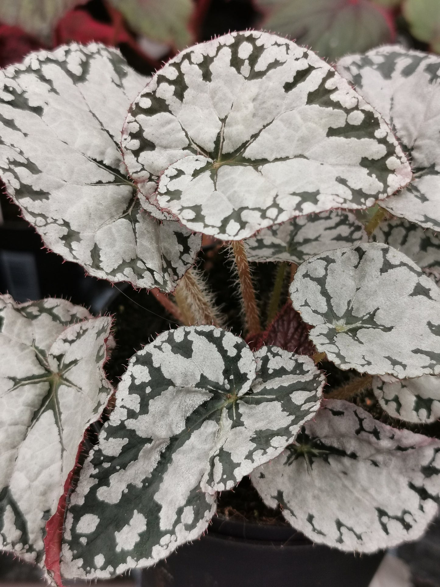 CHRISTMAS GIFT HOUSEPLANT Begonia Silver Lace