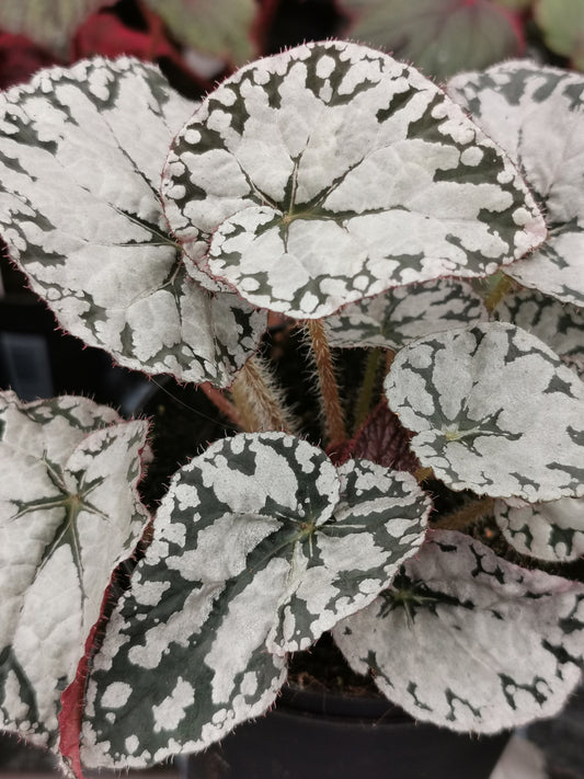 CHRISTMAS GIFT HOUSEPLANT Begonia Silver Lace