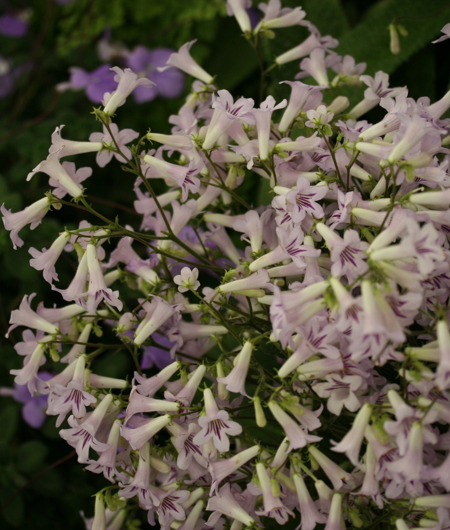 Streptocarpus caeruleus