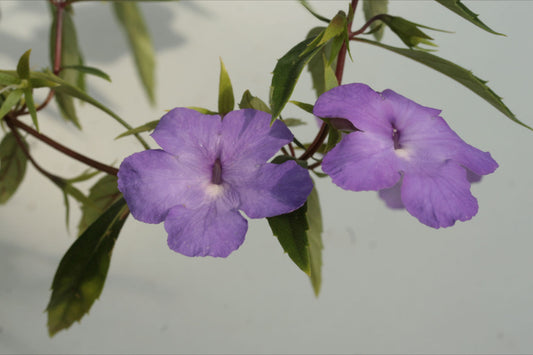 Achimenes cettoana - Dibleys