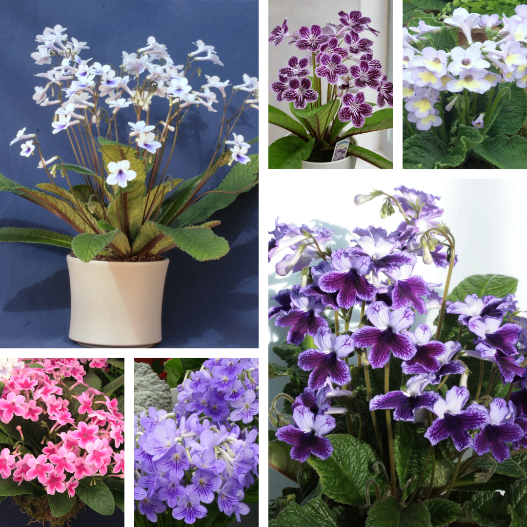 Award of Garden Merit Streptocarpus Collection 🏆 - Dibleys