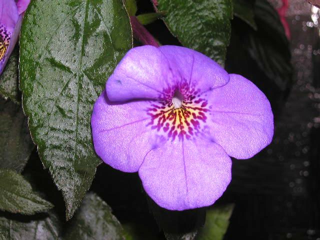 Achimenes electra