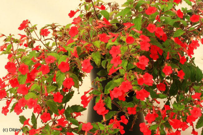 Achimenes erecta - Dibleys