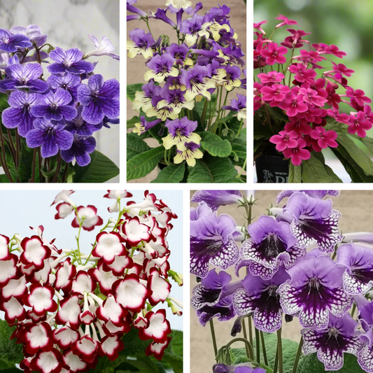 Streptocarpus Fleischle Collection A