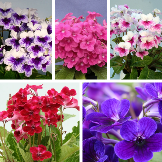 Streptocarpus Fleischle Collection B