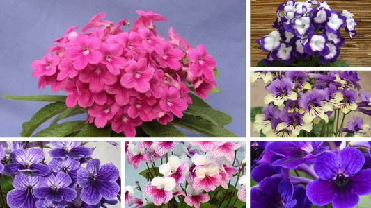 Fleischle Collection - Dibleys